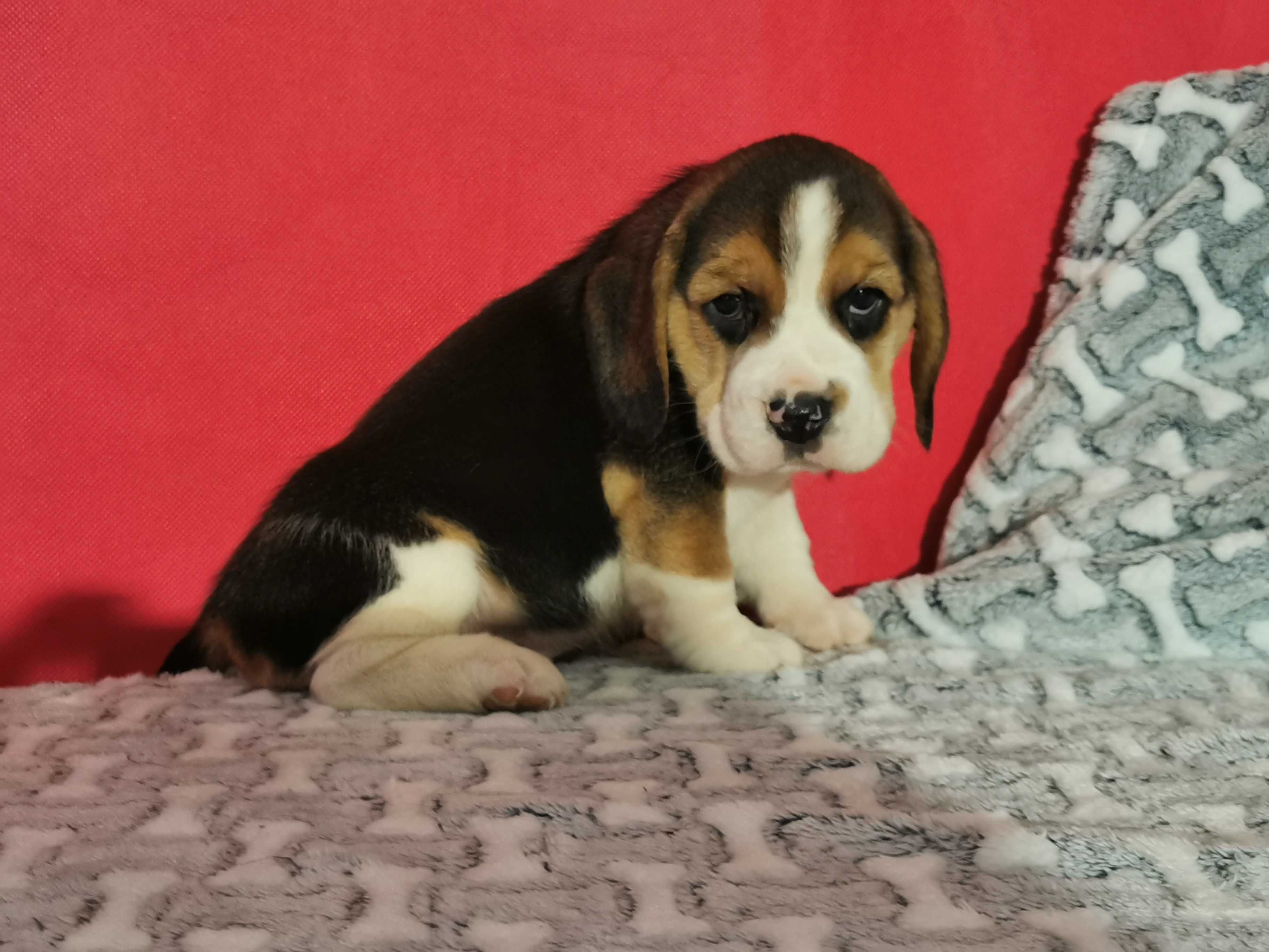 Beagle piękny piesek