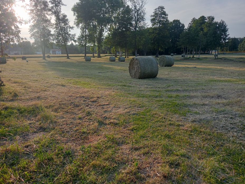 Siano sianokiszonka owies