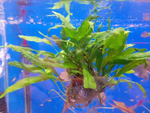 Microzorium -roślina akwariowa