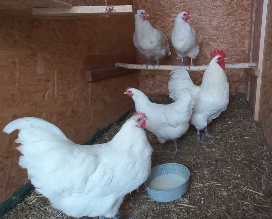 Jaja lęgowe Czubatki staropolskiej Barnavelder Australorp  Koguty