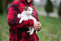 Jack Russell Terrier ZKwP piesek gładkowłosy