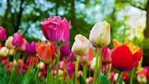 ZDROWE Cebulki Tulipanów Tulipan POLSKI mix 50 szt. KWIATOWE TULIPANY