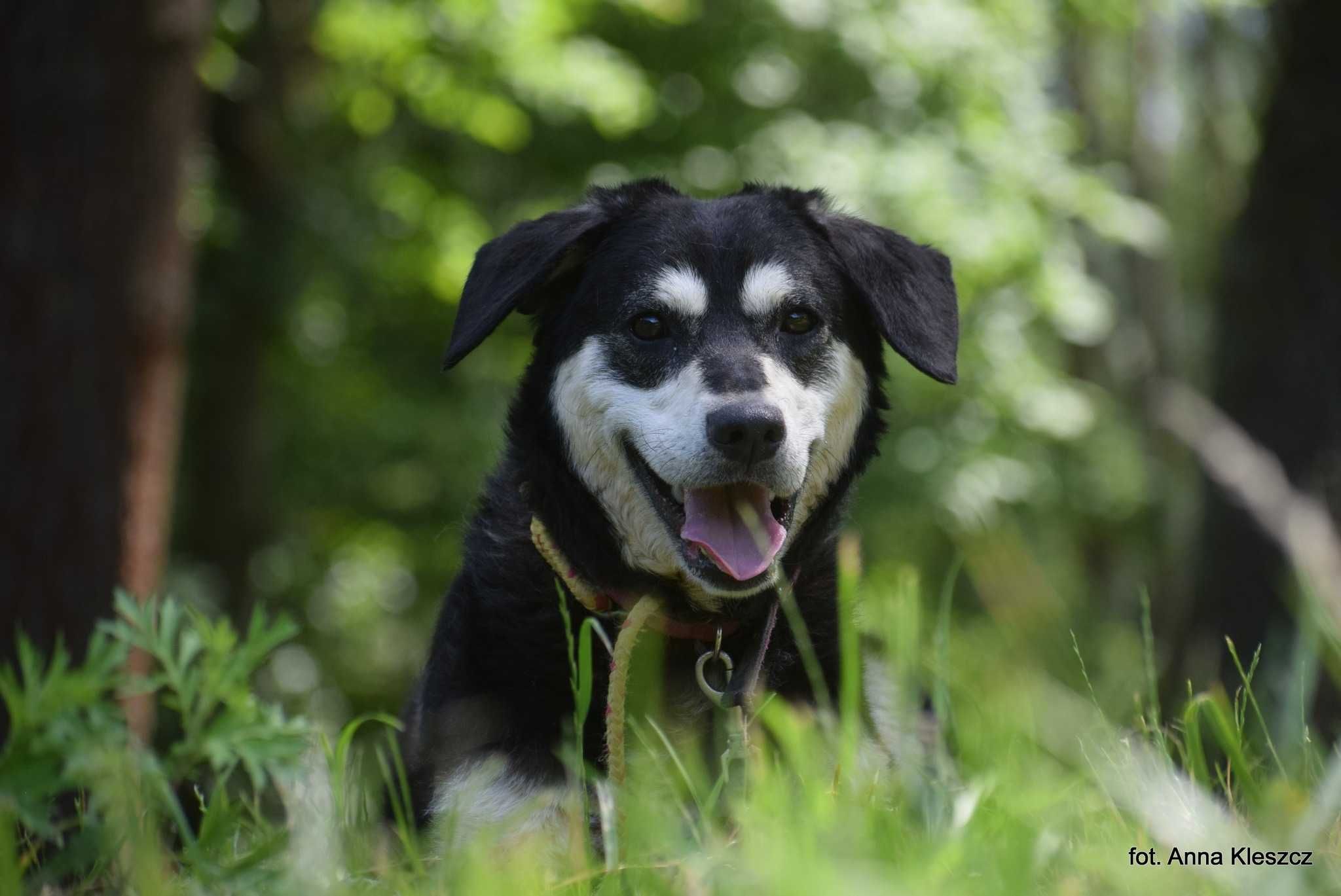 Brutus - młody mix w typie husky