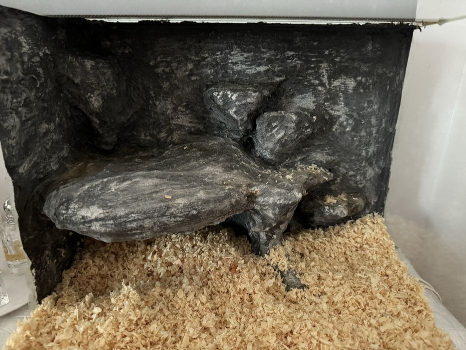 Wąż zbożowy samica 4 lata + terrarium z wyposażeniem