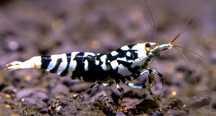 Krewetki black fency tiger  czarno białe