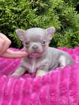 ***Chihuahua maleńka liliowa dziewczynka***