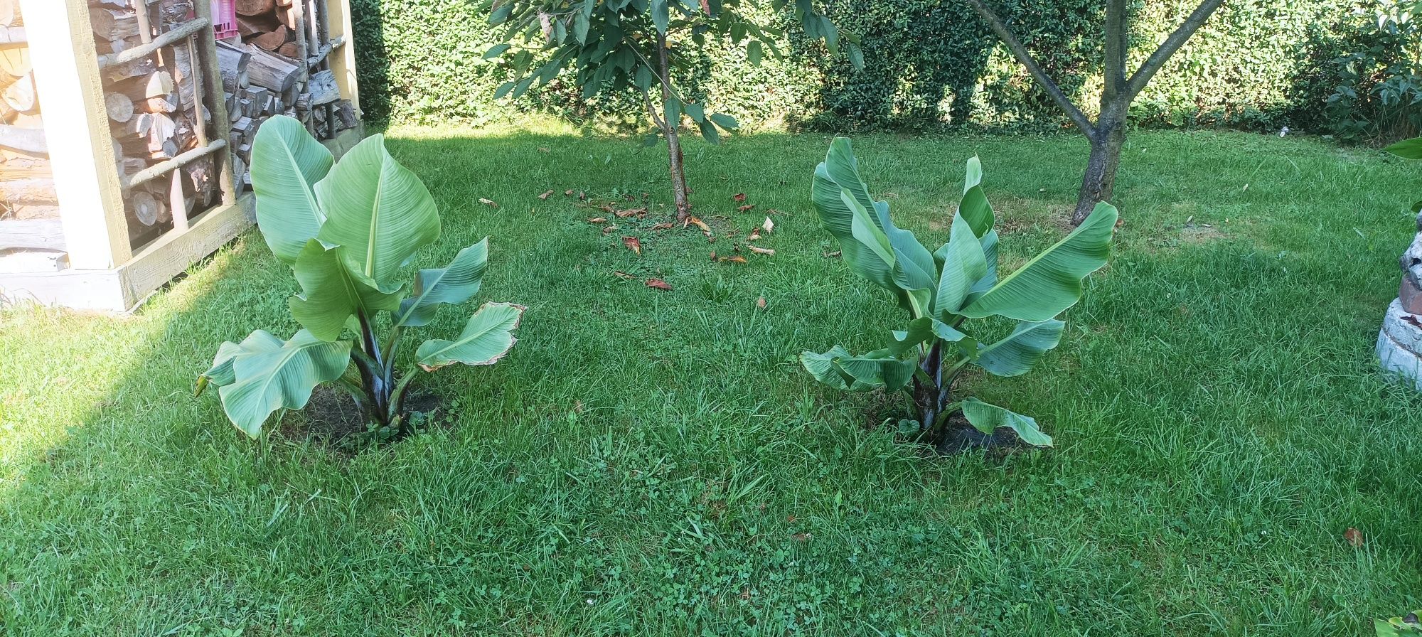 Banan Bananowiec esente maurelii zielony i brazowy