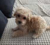Malutki ,drobniutki Maltipoo -chłopczyk. Do odbioru