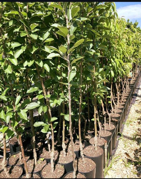 Árvores de Fruto Certificadas em Vaso - Herdhos
