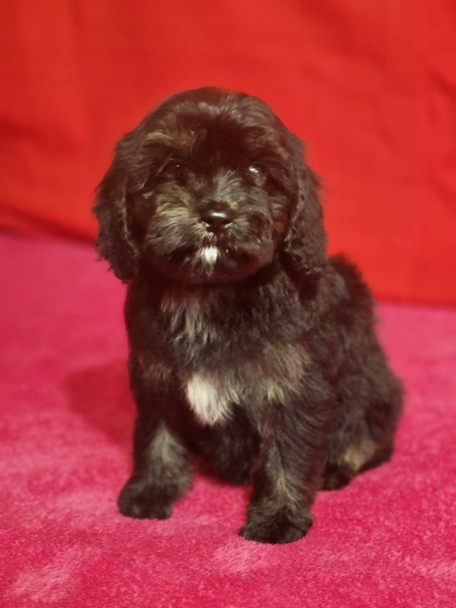 Cavapoo wyjątkowa dziewczynka