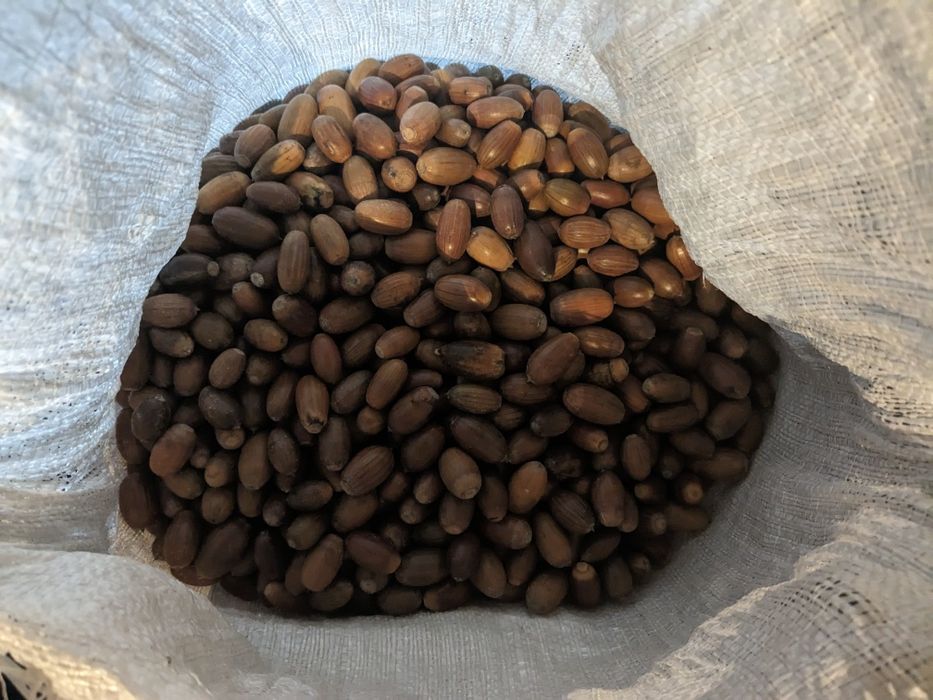 Жолуді дуба звичайного