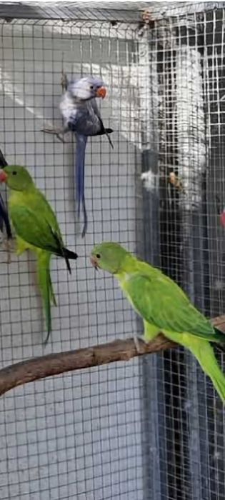 Ring necks machos e femeas varias mutações