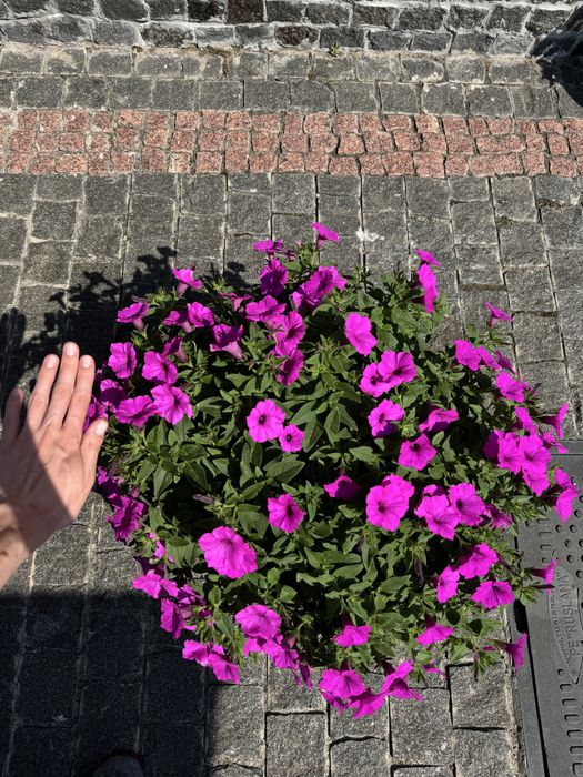 Петунія петуния петунья краматорск Краматорськ квіти цветы кашпо