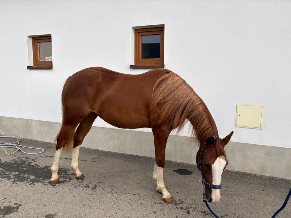 Sprzedam klacz AQH