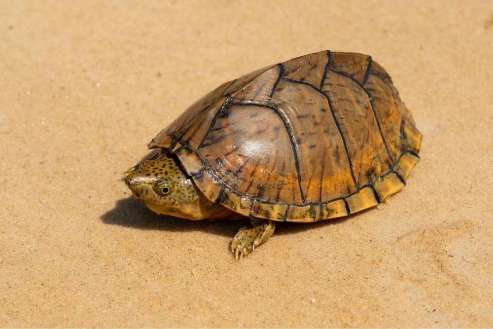 Мускусна черепаха кілевата Sternotherus carinatus