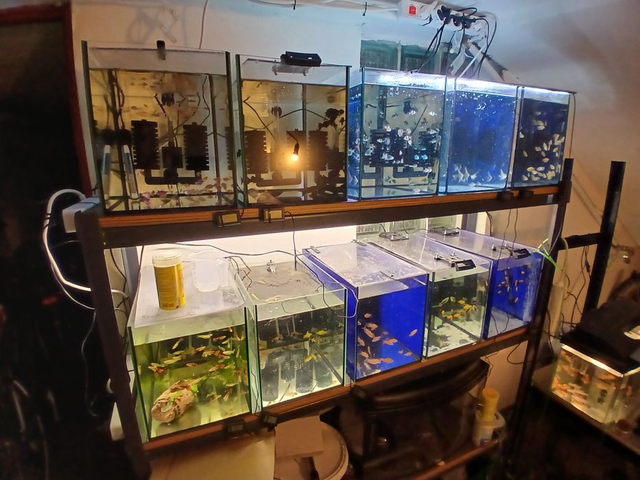 Akwarium tetra danio Turek