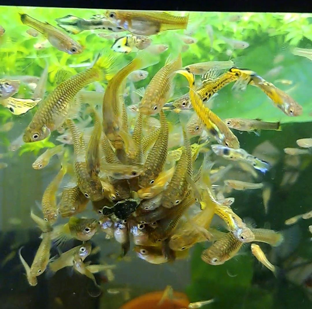 Guppys endler Tiger
