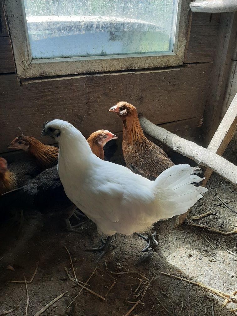 Kogut ayam Cemani biale sprzedam