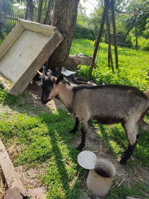 Продам трьох місячних двох кізочок від хорошої кози