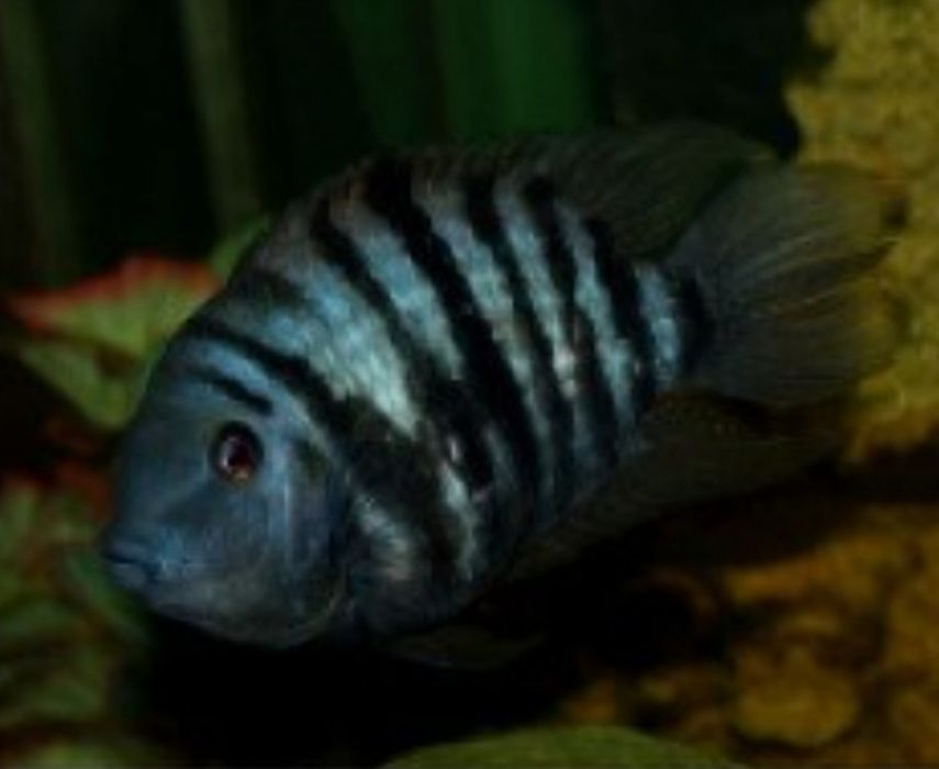 Чернополосая Цихлазома