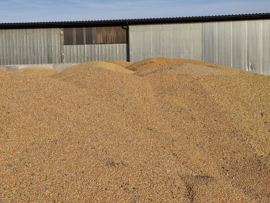 Ziarno kukurydzy mokre do zakiszenia gniecenie pakowanie w rękaw