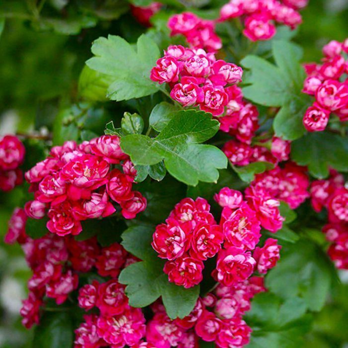 Саджанці глоду декоратив Роздріб/ Саженцы боярышника декоративного ОПТ