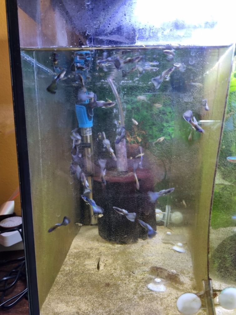 Guppys Blue Moscow