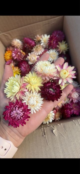 Геліхризум безсмертник