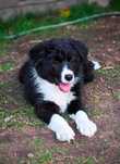 Border Collie FCI / ZKwP dziewczynka