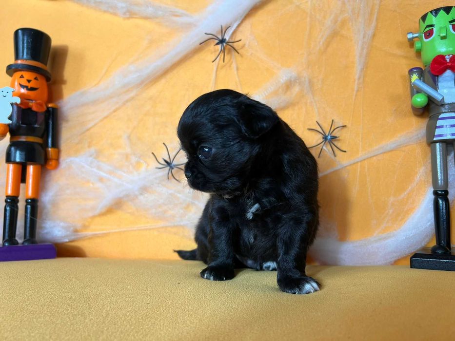 Chihuahua długowłosy Piesek CZARNY szczeniak