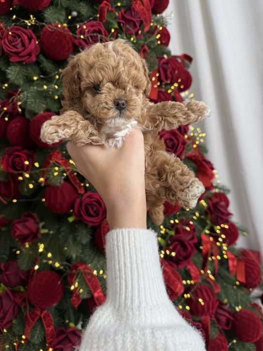 Карамельні мальтипу