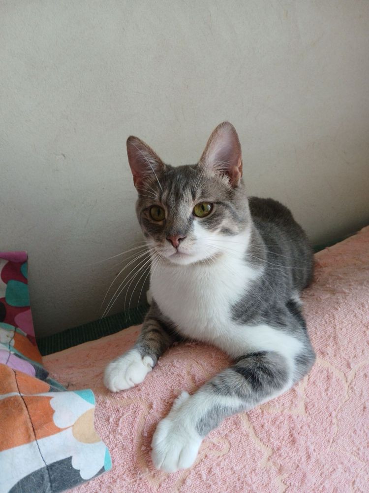 Котик шукає родину