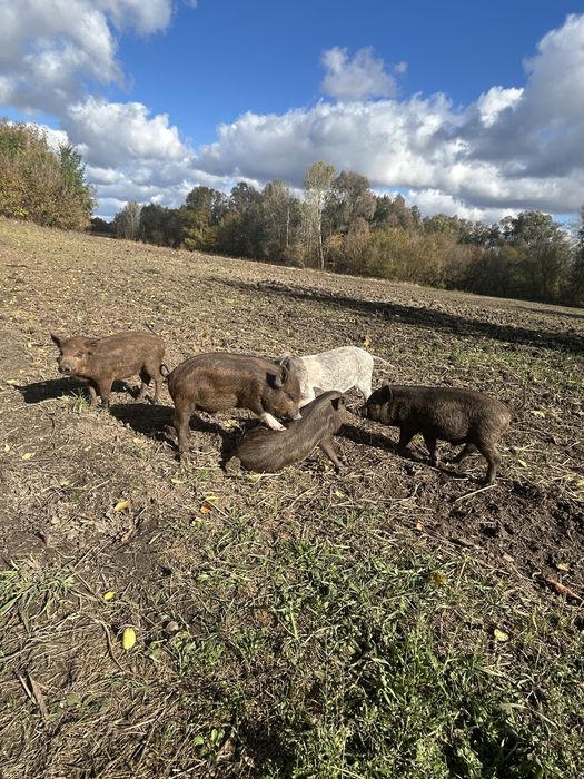 Поросята Вєтнамське+Мангалиця