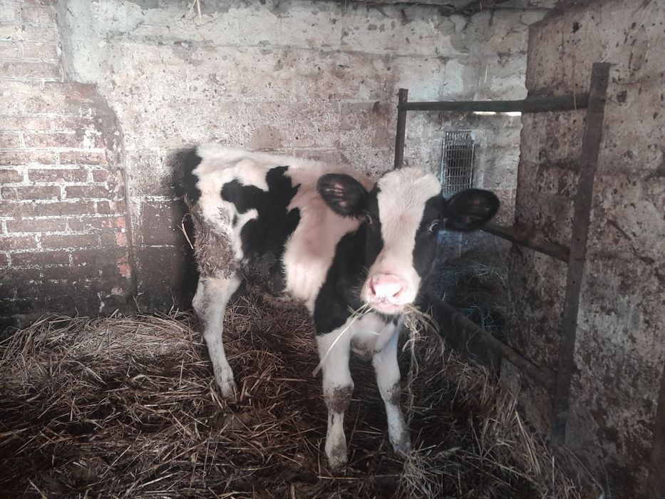 Byczek biało czarny