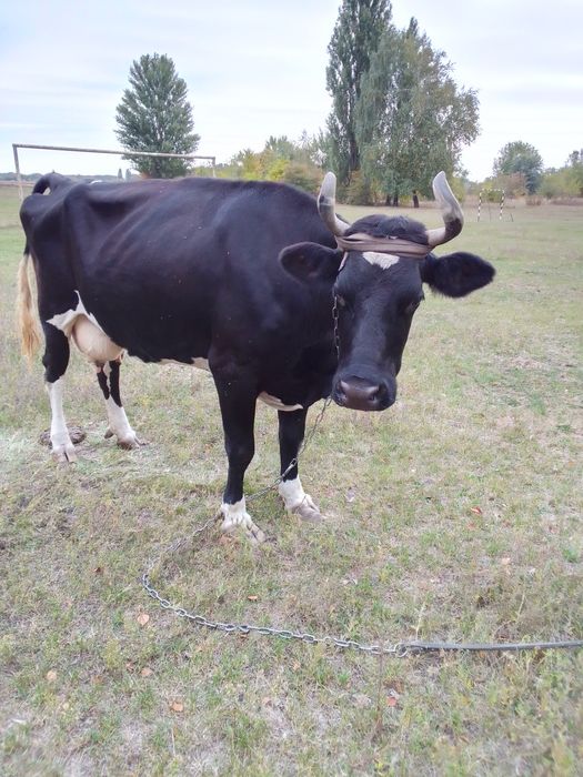 Продам корову для тримання.