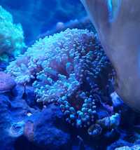 Euphyllia paraancora koralowiec morskie