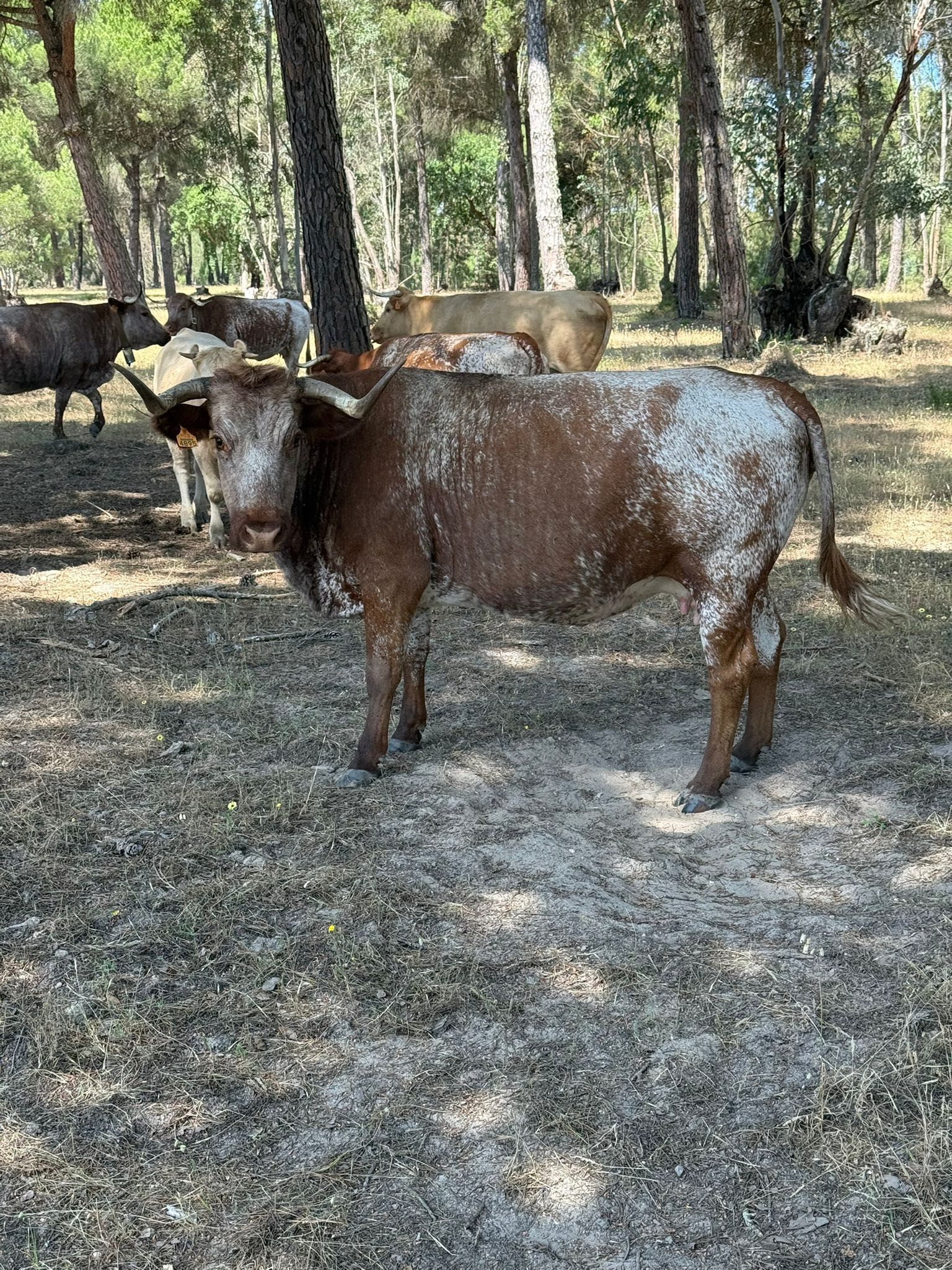Vacas para venda