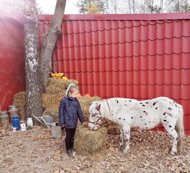 Sprzedam wałach kuca