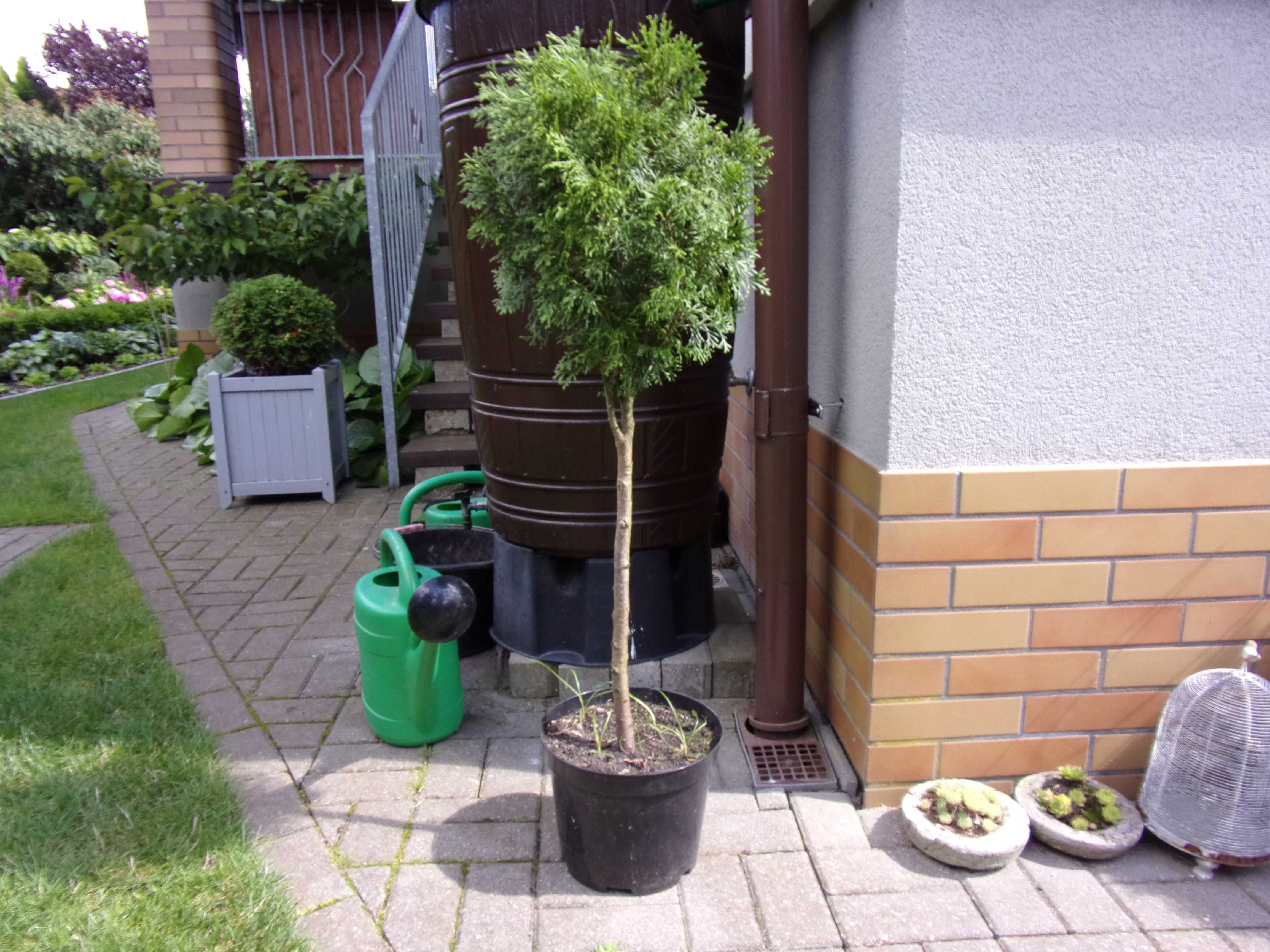 tuja na nodze na pniu kula wys 94cm gratis odbiór w Olsztynie