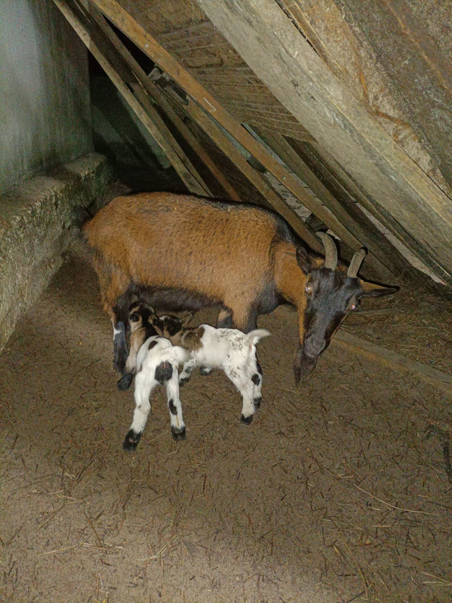 Vende-se cabras anãs