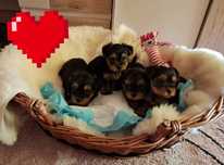 Yorkshire Terrier piękny maluszek