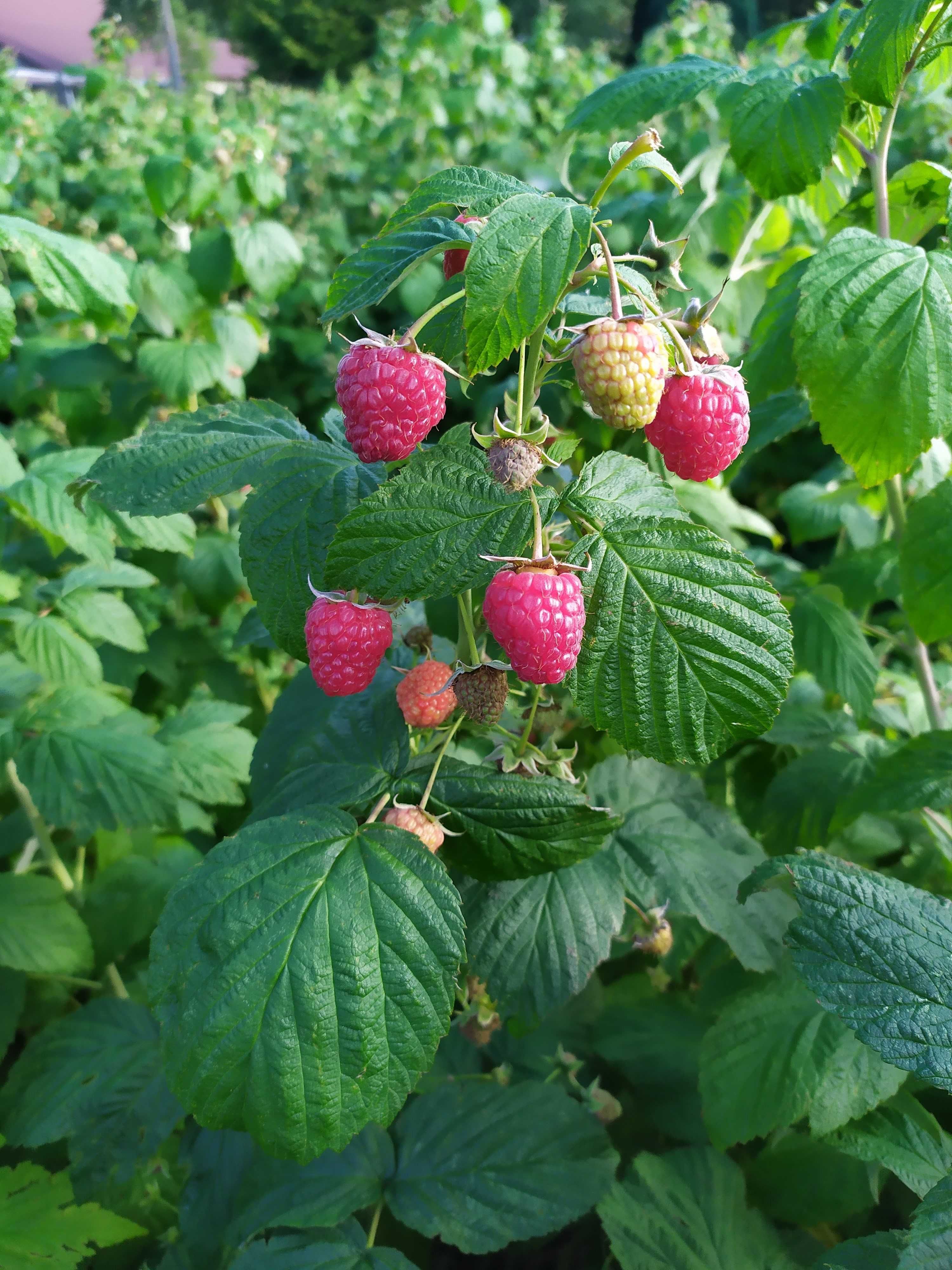 Maliny ze wsi – prosto z krzaka! 16 zł/kg