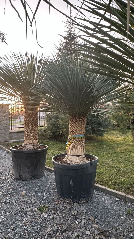 Agawy, strelitzia, alokazje, juki i inne