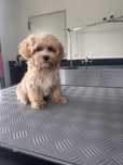 Maltipoo piesek