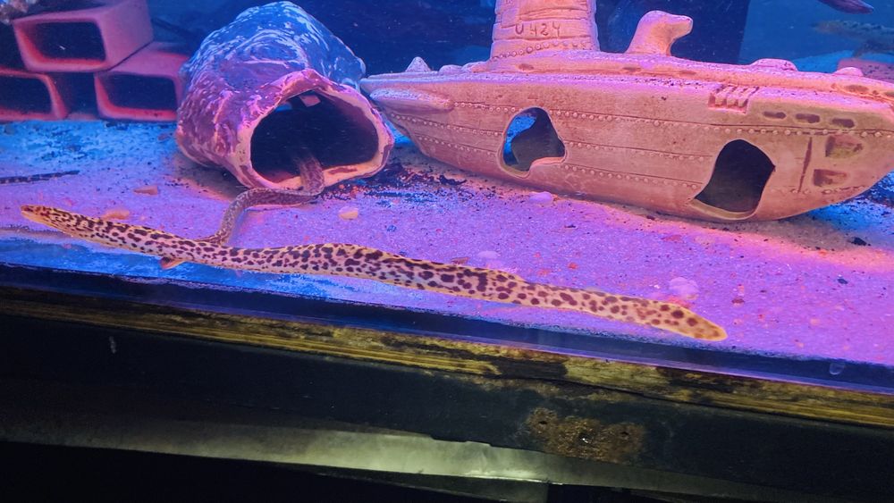 TABU murena tygrysia Gymnothorax poluranodon Warszawa