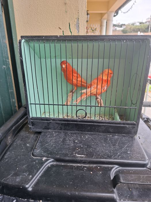 Canários vermelhos