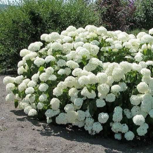 Hortensja ‘Annabelle Strong’ 5l. 60zł