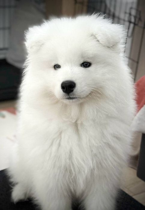 Samoyed szczenię ZKwP  wiosna 2026