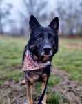 Billy w typie owczarka niemieckiego poleca się do adopcji