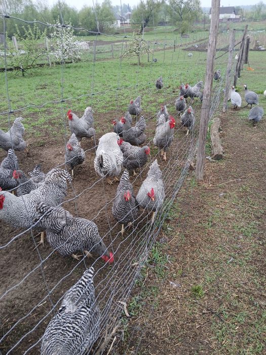 Амрокс інкубаційне яйце курей.